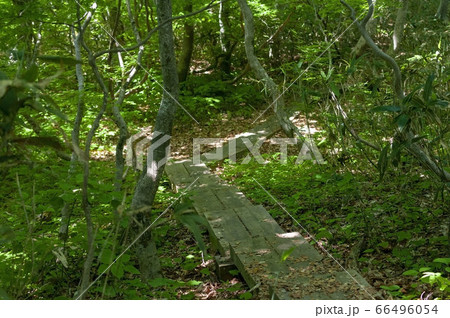 木漏れ日が差し込む森と木道と階段 66496054