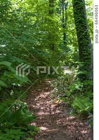 木漏れ日が差す森の中の道 木漏れ日が差す森の中の道 66496063