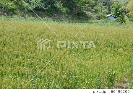麦畑 麦畑 66496206