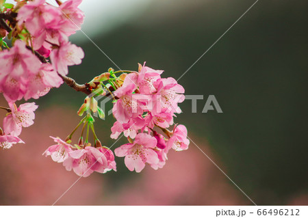 (静岡県)伊豆・河津桜 (静岡県)伊豆・河津桜 66496212