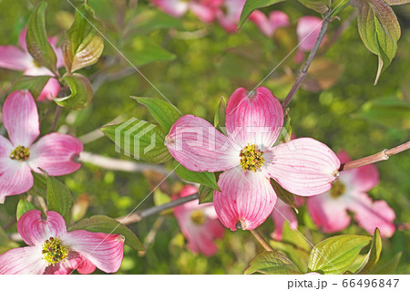 ピンクのハナミズキの花の写真素材