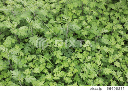 よもぎ よもぎ 66496855