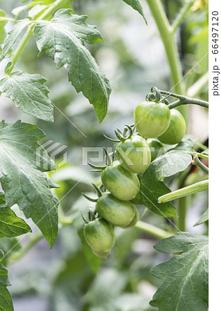 畑でなっているまだ緑のトマト ミニトマト の写真素材