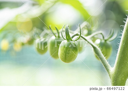 畑でなっているまだ緑のトマト ミニトマト の写真素材
