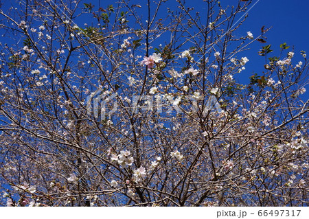 四季桜 四季桜 66497317