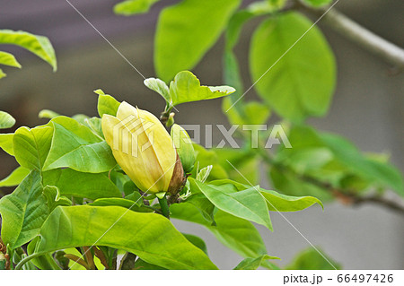 黄色いモクレンの花 66497426