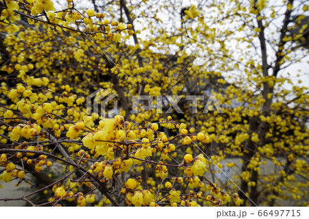 満開の蝋梅の花 満開の蝋梅の花 66497715