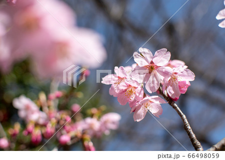 梅の花 梅の花 66498059