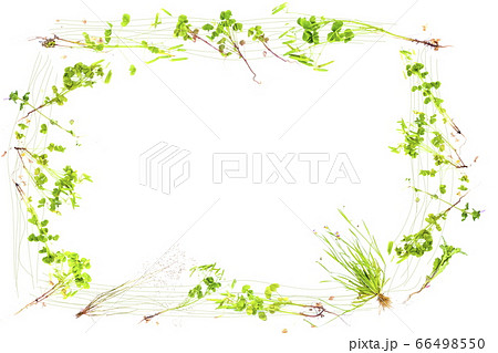初夏の草花のかわいいフレーム みずみずしい新緑の雑草 フリーハンドバージョンの写真素材
