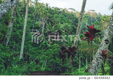 house in a tropical forest in Bali with palm trees house in a tropical forest in Bali with palm trees 66498982
