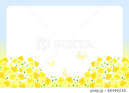 菜の花 66499230
