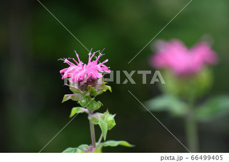 タイマツバナの開花 66499405