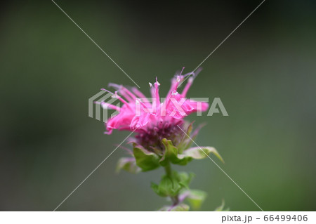 タイマツバナの開花 66499406