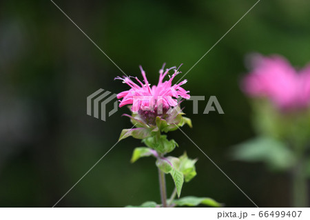 タイマツバナの開花 66499407