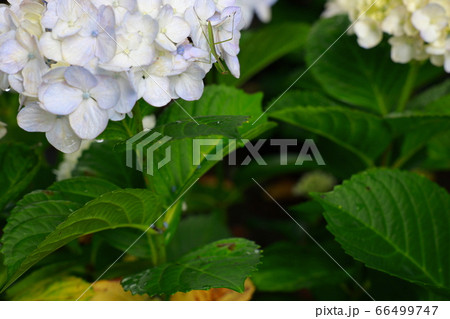 カマキリ 66499747