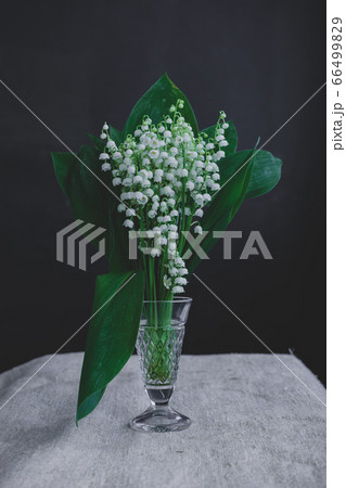 Beautiful Convallaria majalis on a white table 66499829