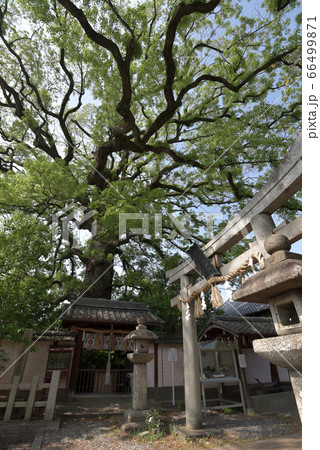 新熊野神社 鳥居と大樟 新熊野神社 鳥居と大樟 66499871