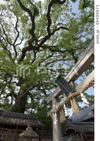 新熊野神社 鳥居と大樟 新熊野神社 鳥居と大樟 66499873