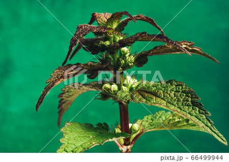 Beautiful plant leaf (Lamium purpureum) on a green Beautiful plant leaf (Lamium purpureum) on a green 66499944