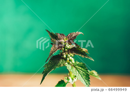 Beautiful plant leaf (Lamium purpureum) on a green 66499949