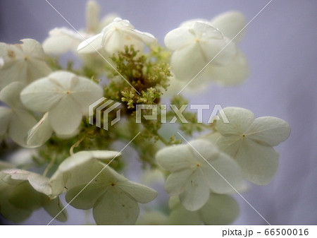 アナベル 66500016