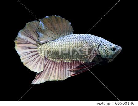 Betta Copper Halfmoon Plakat HMPK Male or Plakat Fighting Fish Splendens on Black Background. Betta Copper Halfmoon Plakat HMPK Male or Plakat Fighting Fish Splendens on Black Background. 66500146