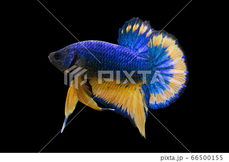 Betta Blue Mustard Halfmoon Plakat HMPK Male or Plakat Fighting Fish Splendens on Black Background. 66500155