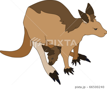 カンガルー 親子のイラスト素材