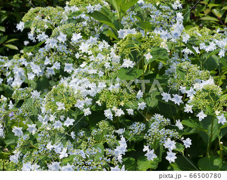 アジサイ すみだの花火の写真素材