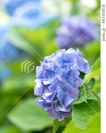 雨上がりのアジサイの花の写真素材