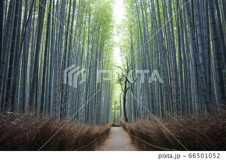 誰もいない嵐山の竹林の小径 66501052