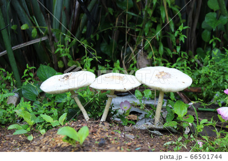 白い大きなきのこ 66501744