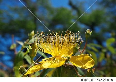 黄金色の花が上向きに咲くビヨウヤナギ 66501816