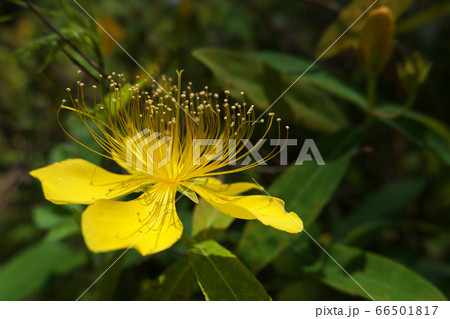 上向きに伸びる多数の雄しべが目立つビヨウヤナギ 上向きに伸びる多数の雄しべが目立つビヨウヤナギ 66501817