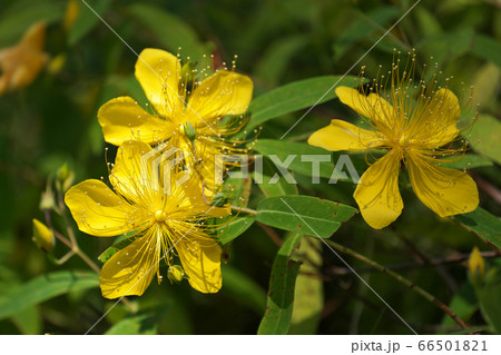 上に延びる多数の雄しべが目立つビヨウヤナギ 上に延びる多数の雄しべが目立つビヨウヤナギ 66501821