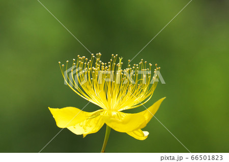 上に延びる多数の雄しべが目立つビヨウヤナギ 66501823