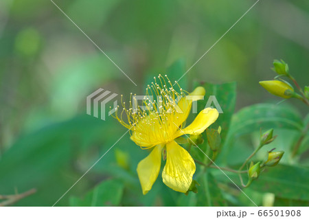 上に延びる多数の雄しべが目立つビヨウヤナギ 66501908