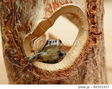 木の ウロ から顔を出している ニホンアマガエル の写真素材