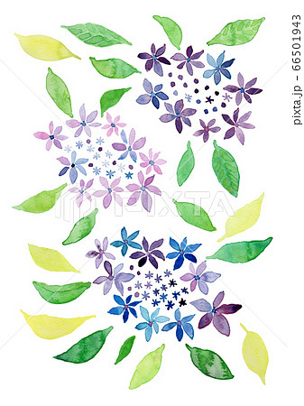 あじさい　水彩 66501943