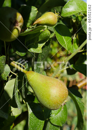 Pears hanging on the tree Pears hanging on the tree 66502162