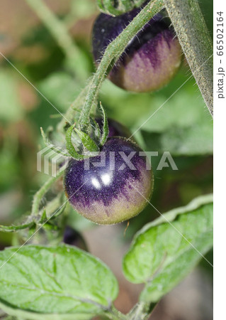 Isolated Fresh Blue Tomatoes And Green Leaves Isolated Fresh Blue Tomatoes And Green Leaves 66502164