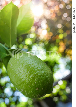 Lime trees with fresh limes and green leave 66502196