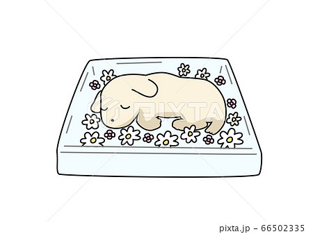 犬 別れ お棺のイラスト素材