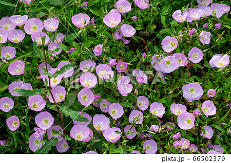 ピンク色の昼咲月見草　初夏の花　静岡市麻機遊水地 66502379