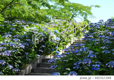紫陽花の小径 66502388