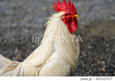 伊勢神宮 神鶏 長鳴鶏 伊勢神宮 神鶏 長鳴鶏 66502457