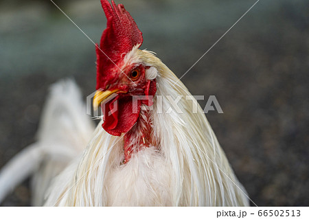 伊勢神宮 神鶏 長鳴鶏 伊勢神宮 神鶏 長鳴鶏 66502513