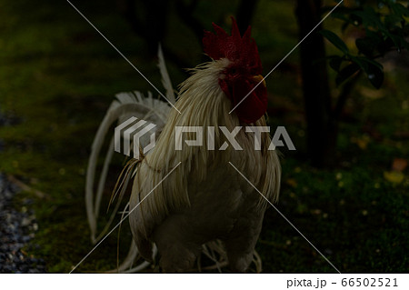 伊勢神宮　神鶏　長鳴鶏　 66502521