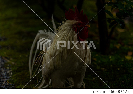 伊勢神宮 神鶏 長鳴鶏 伊勢神宮 神鶏 長鳴鶏 66502522