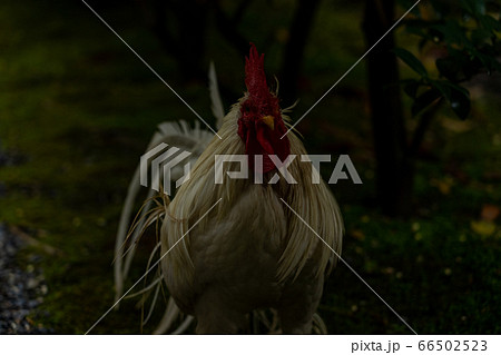 伊勢神宮　神鶏　長鳴鶏　 66502523